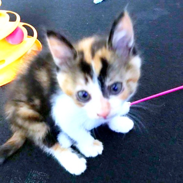 お迎えした日、おもちゃで元気に遊ぶメルちゃん（画像提供：mananyanさん）