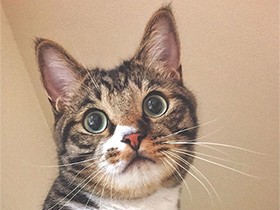 冷蔵庫に飛び乗ってご満悦　おめめまん丸のミックス猫「くっく」