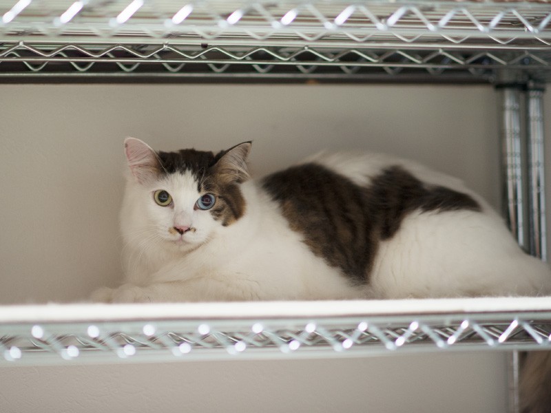 「棚は僕の思索の場さ」（小林写函撮影）