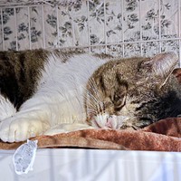 家猫になったボブくん。安心してすやすや（画像提供：元野良猫ボブさん）