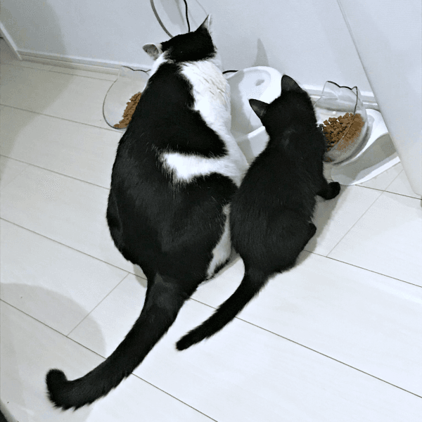 先住猫・はなこくんと仲良くごはんを食べるおはぎちゃん（画像提供：黒猫おはぎ 林遊眠@劇団ショウダウンさん）