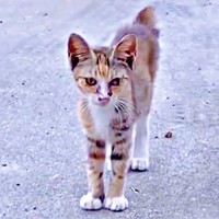 駆け寄って来たさごしちゃんはガリガリに痩せていました（画像提供：ネムノキさん）