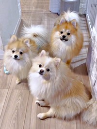 床に座り込む（手前から）ベアくん、テディくん、ずんだくん（画像提供：ベアさん家さん）