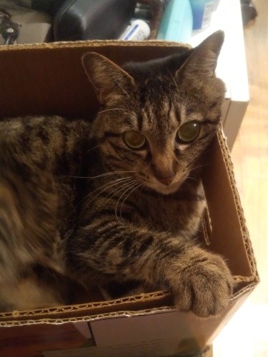 目を覚まして伸びをして、箱の角を握った流れで爪が立っちゃうんですよね。