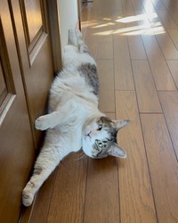 気持ちよさそうに横になる京太くん