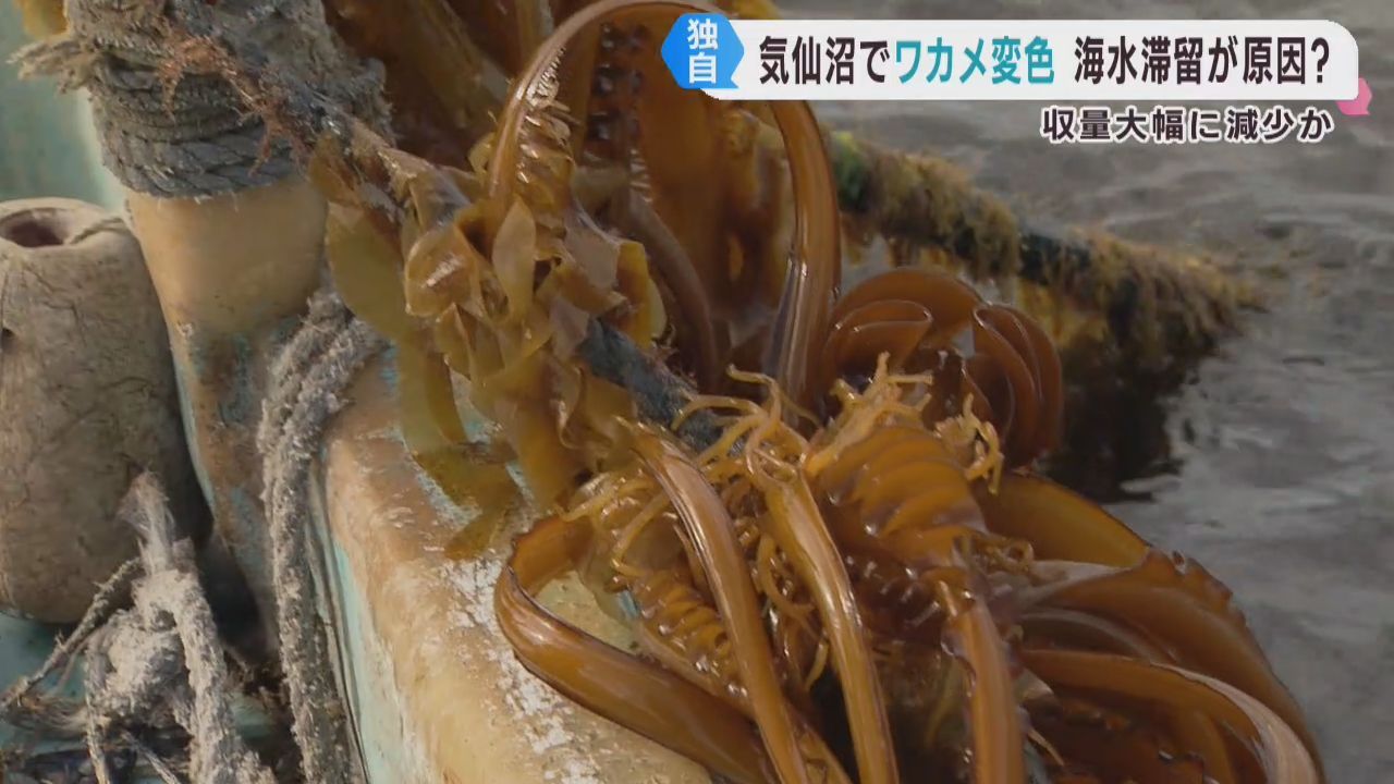 ワカメが変色　海流の滞留が影響か　宮城・気仙沼市