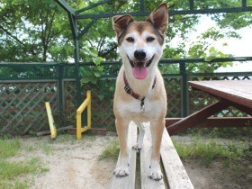 交通事故でけがした野良犬　人のやさしさを知り、飼い犬に