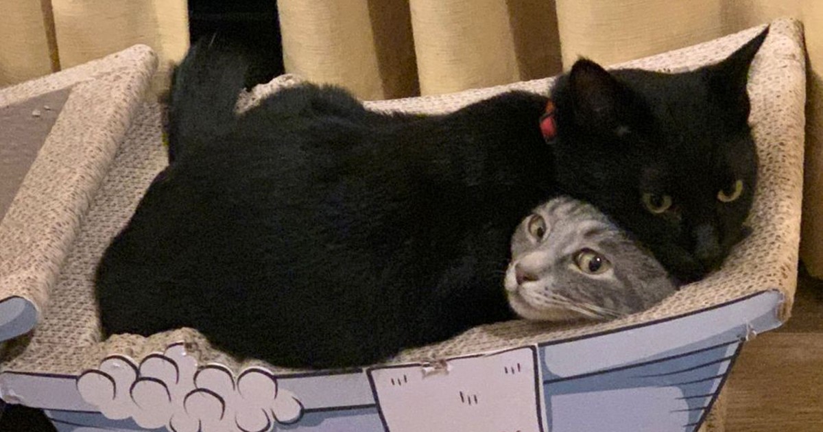人になれない2匹の猫、本棚の上にこもり雲隠れも 夫婦はゆっくりと心 