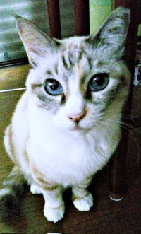 2025年10月17日、飼い主さんをじっと見つめるテトちゃん（画像提供：テトにゃんさん）