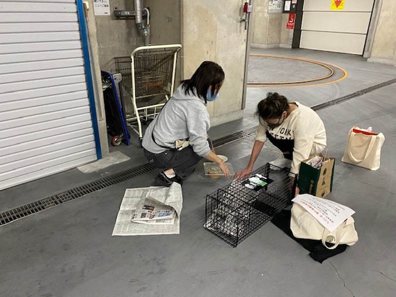 傷病の猫たちをレスキュー（ちよだニャンとなる会提供）