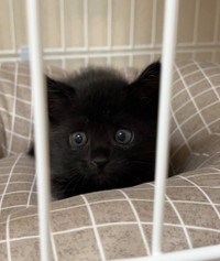 お迎えしたばかりの頃のうにくん（画像提供：うに3才さん）