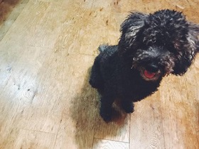 10歳になった愛犬「ポコ」　３秒でペロリ、手作りごはん