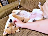 へそ天でゴロン！ 撫で撫でされてうっとりするタマちゃん（画像提供：豆柴タマさん）