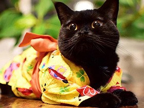 ニャン法「鈴消しの術」で気配を消せます　スコ「カスタード」