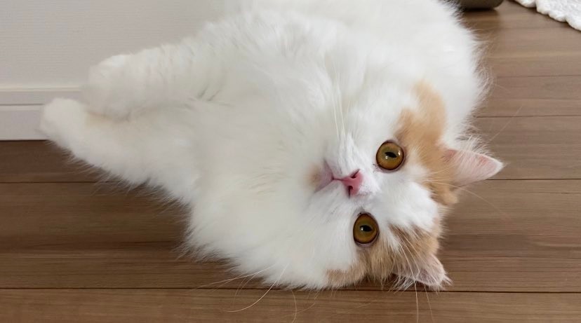 フォルムがおにぎりすぎる猫が話題、正体は2歳のスコフォ 「可愛