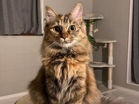 紙袋で捨てられた子猫たち　一番弱かった子を我が子のように育てる