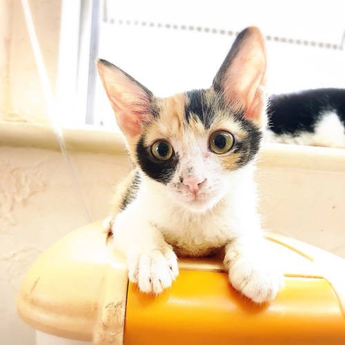 人が大好きでいつもカルガモのようについて来たという（保護主さん提供）