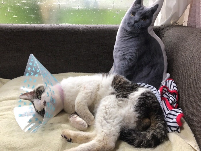 「ごろごろするの最高」（ときえさん提供）