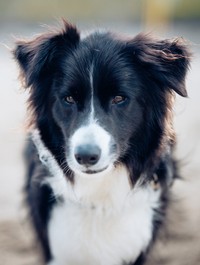 「ドッグラン」でお昼寝を楽しむ弟犬を見守っていたボーダーコリーの男の子、たびくん（画像提供：たびぼんボダ＆ゴルさん）