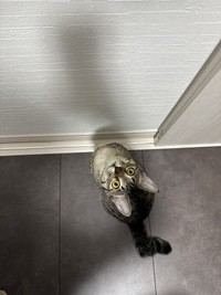 「ただただかわいい」と愛猫を溺愛する毎日