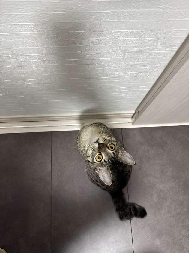 「ただただかわいい」と愛猫を溺愛する毎日