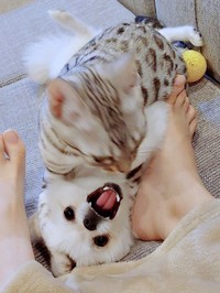 こめたくんの上にのってじゃれるうにちゃん（画像提供：おこめ屋さん）