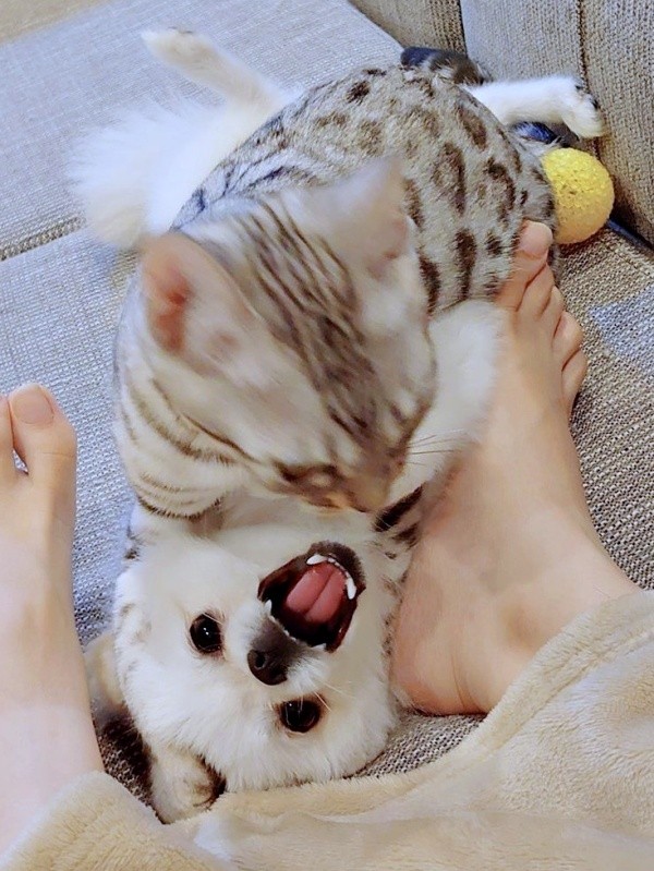 こめたくんの上にのってじゃれるうにちゃん（画像提供：おこめ屋さん）