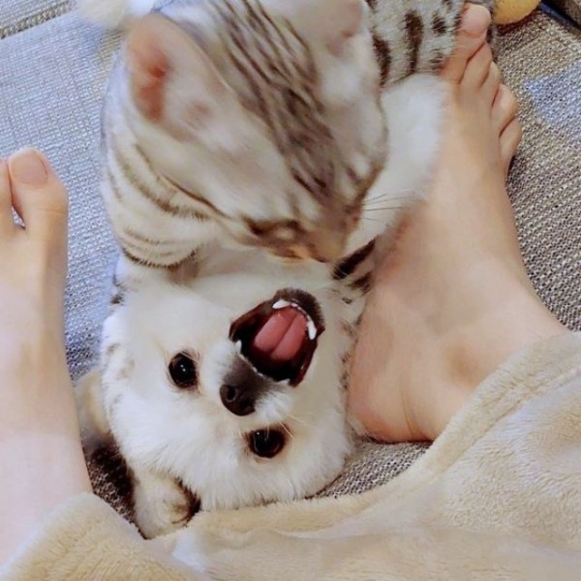 こめたくんの上にのってじゃれるうにちゃん（画像提供：おこめ屋さん）