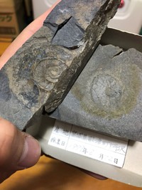 印象化石の写真 ※ぽにょさん提供