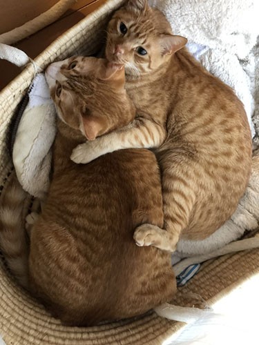 3匹目のまるるくん（左）と