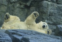「大きくて可愛い」転がる豪太＝2023.11 男鹿水族館GAO