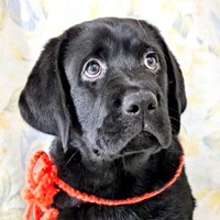 表情豊かなノワールちゃん（画像提供：黒ラブNoir（ノワール）さん）