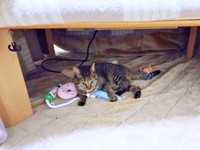 コタツの中でダイジと一緒にくつろぐランちゃん（画像提供：みぃさん）