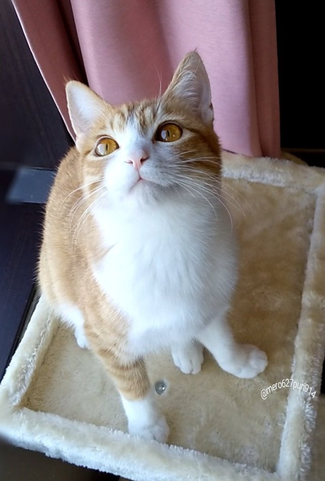 カメラを向けたらポーズしてくれた＝めろぷりさん（@mero627puri914）提供