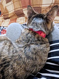 抱っこは苦手だけれど…膝上は大好きなたまちゃん（画像提供：にゃんこ先生さん）