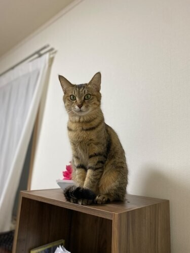 家にきたころの「イズ」