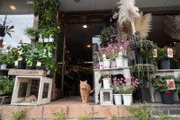 「会いにきてにゃー」