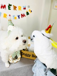 クリスマスのお祝いをするミルクちゃん（左）とあめちゃん（右）（画像提供：ダンシングオウムと監視犬さん）