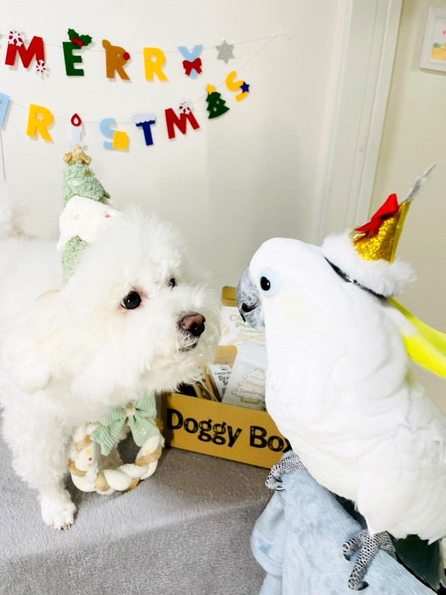 クリスマスのお祝いをするミルクちゃん（左）とあめちゃん（右）（画像提供：ダンシングオウムと監視犬さん）