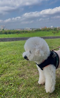 ふわふわのパポテくん（提供：形が定まらない犬さん）