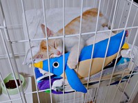 お迎え翌日、ケージの中でぬいぐるみと眠る茶々くん（画像提供：茶々のちニャンキー時々ガブ男（猫垢）さん）