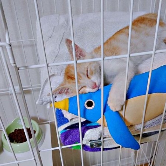 お迎え翌日、ケージの中でぬいぐるみと眠る茶々くん（画像提供：茶々のちニャンキー時々ガブ男（猫垢）さん）