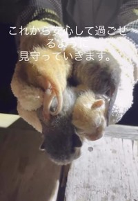仔猫たちも無事に保護（「一般社団法人マハロ」さん提供、Instagramよりキャプチャ撮影）