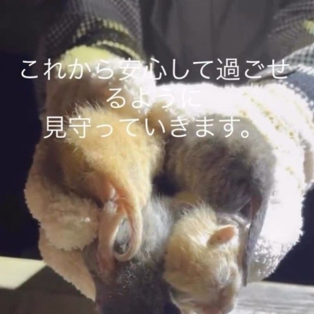 仔猫たちも無事に保護（「一般社団法人マハロ」さん提供、Instagramよりキャプチャ撮影）