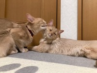 とても仲の良い凪くんと颯くん＝凪颯さん（@nagi_hayate0510）提供
