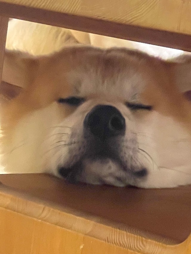 愛らしく可愛い寝顔（提供：TIM.🫀Glithes.さん）