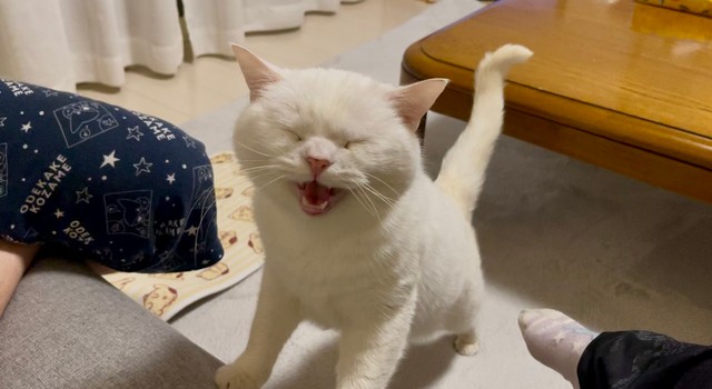 一方、現在の「ぴえん」（提供：月としらたまさん）