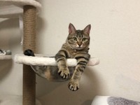 手を伸ばして休むのが好き＝もずく＆こんぶ（保護猫・姉弟）さん（@mozukon_xiaomao）提供
