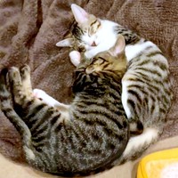 子猫時代、寄り添って眠る真良くん（左）と南南くん（右）（画像提供：まよなんさん）