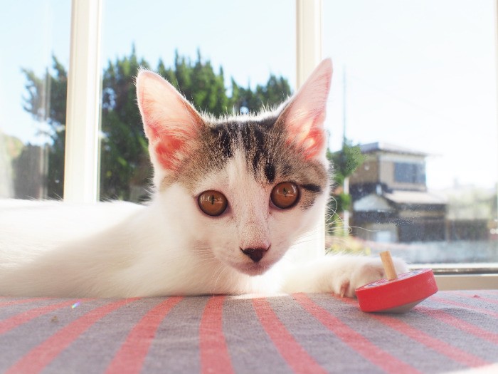 ちょっと人見知りのつむぎちゃん